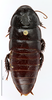 CollectionObject 1587518; MNHN(SF IMPORT DUPLICATE) MNHN-EP-EP809, 1fcdc63f-7afd-4ae8-91f9-43a79301788d: CC BY-NC-ND 4.0/MNHN - Depraetere Marion - 2014. Holotype, male, of meridianus Grandcolas & Legendre, 2005. Specimen number: MNHN-EP-EP809. http://coldb.mnhn.fr/catalognumber/mnhn/ep/ep809. (CollectionObject).
