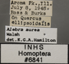 Other: !! display not done !! on Alebra aurea (Walsh, 1862): Labels variation. Labels for the lighter colored specimen. (Observation).