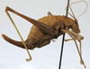 female, lateral view (holotype). Depicts CollectionObject 1539835; 9d3aa209-7d39-4cde-8a94-74e698cbdc47, a CollectionObject.