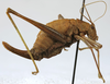 CollectionObject 1539835; 9d3aa209-7d39-4cde-8a94-74e698cbdc47: female, lateral view (holotype). (CollectionObject).