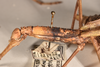 CollectionObject 1557052; b05ff683-8c60-4212-aaa3-e99ec2ddf0cd: copyright OUMNH. female: head & thorax, lateral view of Phasma (Diura) japetus (holotype). (CollectionObject).