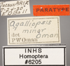 Other: !! display not done !! on Agalliopsis (Agallaria) minor Oman, 1933: Labels. (Observation).