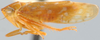 Habitus, lateral view: !! display not done !! on Bandara Ball, 1931: Bandara johnsoni, laterally (INHS). (Observation).