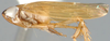 Habitus, lateral view on Banus Distant, 1908: Banus n.sp., lateral habitus (INHS). (Observation).