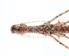 CollectionObject 1558793; 45bf295c-c385-46b4-bb43-c80acbd99aff: copyright ZMUH, Hamburg. female: head & thorax, dorsal view (paratype). (CollectionObject).