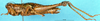 CollectionObject 1575539; 11078090-8a17-4865-9758-968a61ebd8c8, DORSA D006AF02: female, lateral view (syntype). (CollectionObject).