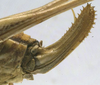 female ovipositor (syntype). Depicts CollectionObject 1506493; d3bb6001-3b5c-4535-8029-6ed1783d689c, a CollectionObject.