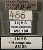 Other on Ceratagallia artemisia Oman, 1939: Labels. Labels for the immature specimen. (Observation).