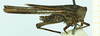 CollectionObject 1587048; 37c825fe-5e1c-48fe-b8dd-6d92cee14042, NHMUK010924782: female, lateral view (paralectotype). (CollectionObject).