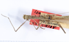 CollectionObject 1559121; e0bffc9a-cb68-4a17-8c0f-aa9024b1ff78: copyright ANSP. male: head & thorax, dorsal view (holotype). (CollectionObject).