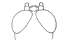 Eugenacris pulchra Descamps & Amédégnato, 1972: Fig. 23. male head, dorsal view. (Otu).