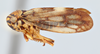 Habitus, lateral view on Oncopsis quebecensis Hamilton, 1983: (Observation).