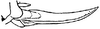 Nannonotus alatus Beier, 1960: Fig. 42. female ovipositor (length 13 mm). (Otu).
