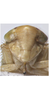 Head on Exitianus nanus (Distant, 1908): (Observation).