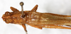 CollectionObject 1531474; NMW 8356, 646e5900-392f-4ec6-870e-39c6dacc4fa7: male, dorsal view (syntype). (CollectionObject).