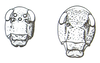 Bullacris unicolor (Linnaeus, 1758): Fig. 11: 3, 4. faces of male (left) and female (right). (Otu).