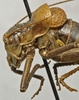 CollectionObject 1535229; 574eb1b5-4acb-4584-a873-c1ad8d5c4cfc: male pronotum, lateral view (lectotype). (CollectionObject).