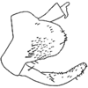 Pygofer, lateral view: Pygofer, lateral view. (Observation).