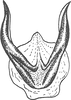 Aedeagus, ventral view on Diacra gazellaecornis Dlabola, 1984: Aedeagus, ventral view. (Observation).