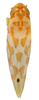 Habitus, dorsal view: Habitus (E. affinis Fitch, INHS collection). (Observation).