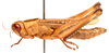 CollectionObject 2627991; CNMS 4645, 64ec9bcf-873a-47ca-a932-0d47eb7f6774, CNMS 4645: lateral view. female (paratype). (CollectionObject).