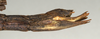 CollectionObject 1558381; f59d60cf-1e48-4b1b-a040-20f6c4b5d10b: copyright NMW, Vienna. female: end of abdomen, lateral view of synonym Diardia semilobata (paralectotype) [misidentified = Diesbachia tamyris]. (CollectionObject).;CollectionObject 1558382; da7d7553-aa59-4ea5-816f-483ff988082b: copyright NMW, Vienna. female: end of abdomen, lateral view of synonym Diardia semilobata (paralectotype) [misidentified = Diesbachia tamyris]. (CollectionObject).