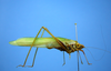 Ectemna dumicola Saussure & Pictet, 1897: MUSENUV-20617. female lateral view. (Otu).