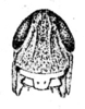 Macrotona australis (Walker, 1870): Fig. 8. female Eumacrotona simplex Sjöstedt, head, frontal view. (Otu).