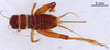 CollectionObject 1961571; 498283df-9f9d-4ebe-9792-95fc21ac0bab, ANSP004_GRYLL_ANSP: Female, dorsal view (paratype). (CollectionObject).