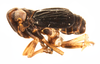 Habitus, lateral view: !! display not done !! on Nothodelphax lineatipes (Van Duzee, 1897): (Observation).