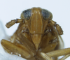 Head on Delphacodes indentistyla Dozier, 1926: (Observation).