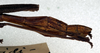 CollectionObject 1557226; 5e453eca-4d54-4bfd-b03e-320d70b73393: copyright NMW. male: end of abomen, lateral view (syntype). (CollectionObject).
