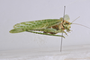 CollectionObject 1543937; 319bb087-5536-4d67-b55d-566379669ea8: male, lateral view (holotype). (CollectionObject).