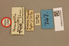 CollectionObject 1519314; 99d7f4cd-7b2a-421c-a75e-65510197d522, NHMUK015105253: labels (holotype of Urugalla pearsoni). (CollectionObject).