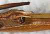 CollectionObject 1566593; NMW 5341, c17a3797-a41c-45be-ba92-fdb0cce8f145: male subgenital plate, ventral view. (CollectionObject).