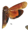 Habitus, dorsal view: !! display not done !! on Learcha sponsa Stål, 1863: (Observation).