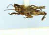 CollectionObject 1598169; 21749f6f-0a65-40ff-a8f5-abb4794c9b1a: larve, no type (dorsal view). (CollectionObject).