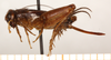CollectionObject 1544334; c3cd75a2-8071-4b7b-a05e-b1f2b2afffd6: female, lateral view (allotype). (CollectionObject).