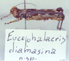Eucephalacris diamasina Descamps, 1980: Image Carbonell, C.S. male (holotype). (Otu).