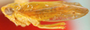 Habitus, lateral view on Conversana DeLong, 1967: Conversana angustata, lateral habitus (AMNH). (Observation).