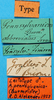 labels (lectotype). Depicts CollectionObject 1502524; c6b0d2cd-d070-4844-8053-818743fcc54f, a CollectionObject.