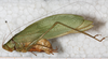 CollectionObject 1532225; NMW 15467, e0382519-eaf5-4d8e-b4a9-0692e6ec54f5: male, lateral view (syntype). (CollectionObject).