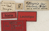 CollectionObject 1535196; a0dbb03d-48a4-4c2d-a5e8-d5d9b8c9e70f: labels (lectotype of Tettigonia maroccana). (CollectionObject).