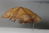 CollectionObject 1505872; d9d71b26-e0a5-4cb7-9801-0a25d4c02232: female, lateral view (holotype). (CollectionObject).