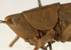 Bucrates capitatus (De Geer, 1773): female pronotum lateral (possibly a type). (Otu).