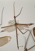 copyright OUMNH. male of Phasma (Ctenomorpha) spinicollis (holotype). Depicts CollectionObject 1557051; c2d53978-0caa-48a8-9b39-d483a47690bc, a CollectionObject.
