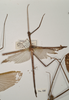 CollectionObject 1557051; c2d53978-0caa-48a8-9b39-d483a47690bc: copyright OUMNH. male of Phasma (Ctenomorpha) spinicollis (holotype). (CollectionObject).