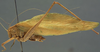 CollectionObject 1505826; 46aae46f-8650-4ca8-9029-155fc2717a03: male, lateral view (holotype of Amblycorypha tepaneca). (CollectionObject).