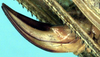 Decticita balli Hebard, 1939: female ovipositor (allotype). (Otu).