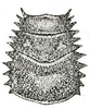 Arachnacris tenuipes Giebel, 1861: Fig. 63. female pronotum (15.5-16 mm) (Macrolyristes imperator). (Otu).